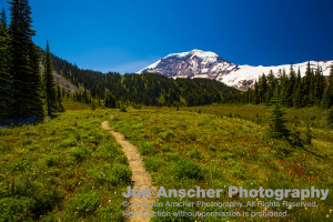 Rainier towering about the heart of Moraine Park